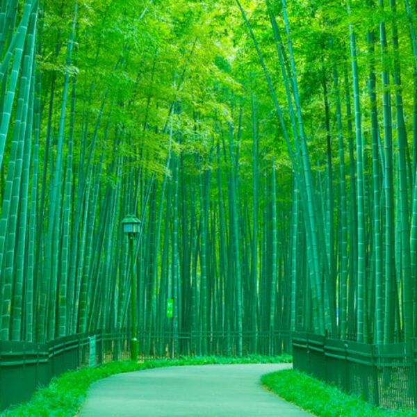 The story of the Chinese bamboo tree