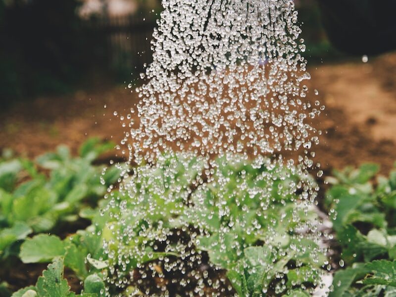 person watering plant