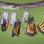 The Butterfly’s Struggle: A Lesson in Growth and Resilience
